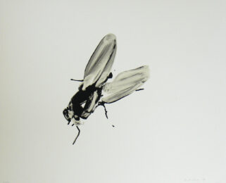 Fly by Michelle Charles at Kip Gresham Editions