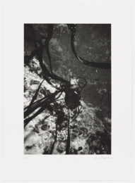 Lambis by Janaina Tschape at Graphicstudio