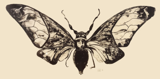 Salvazana Imperialis (black And White) by Sarah Graham at Sims Reed Gallery (IFPDA)