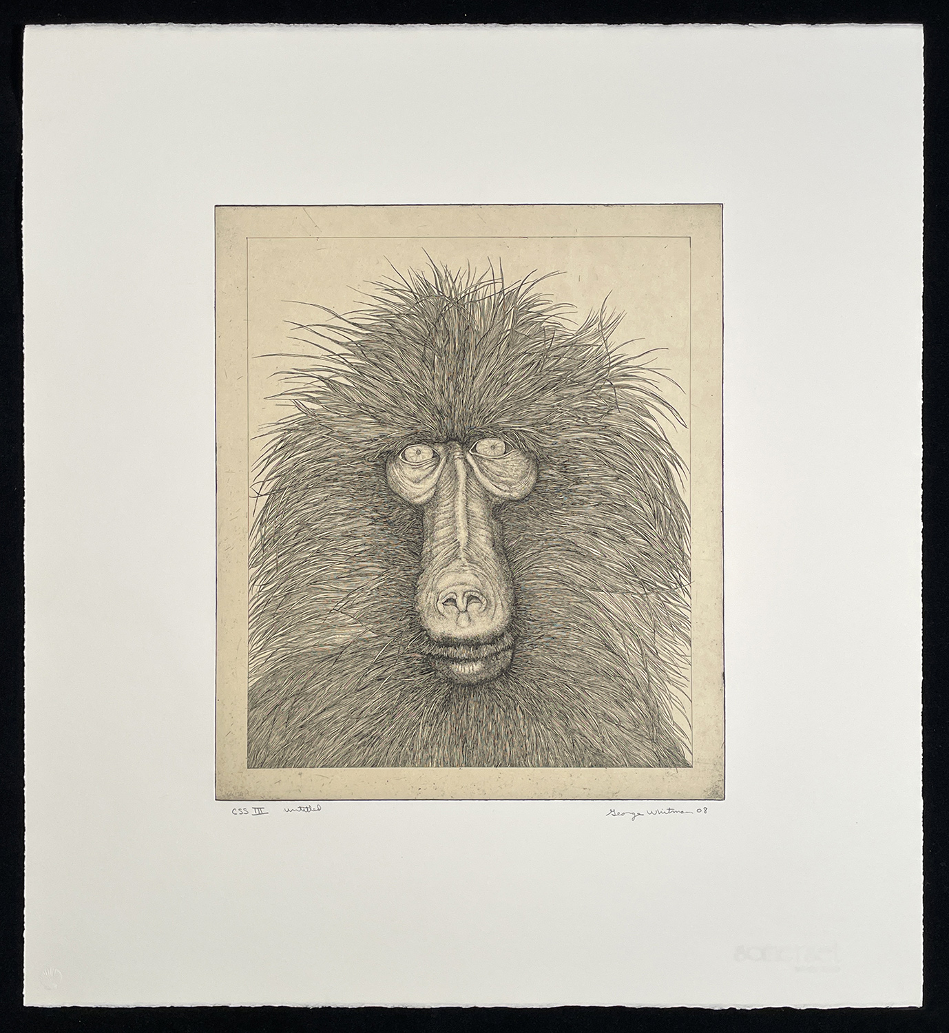 untitled (baboon) by George Whitman