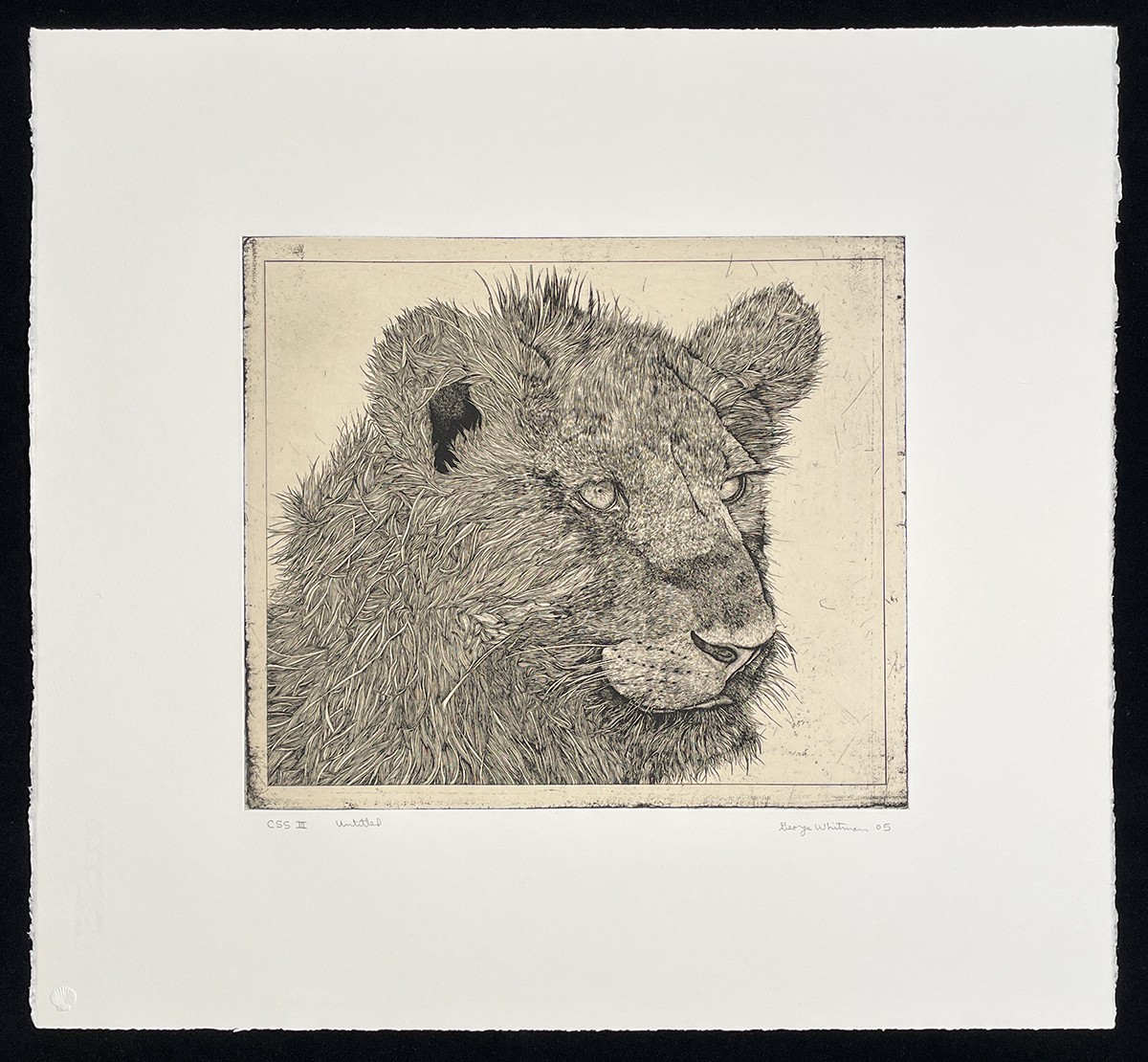 Untitled (lioness) by George Whitman