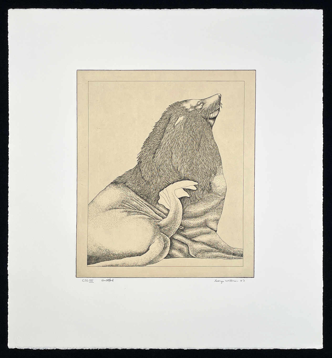 untitled (sea lion) by George Whitman