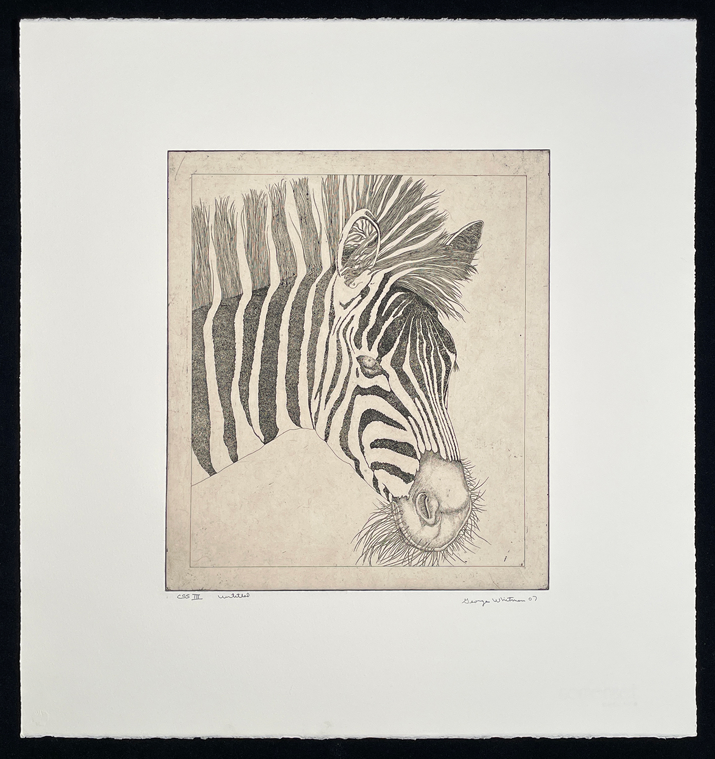 untitled (zebra) by George Whitman