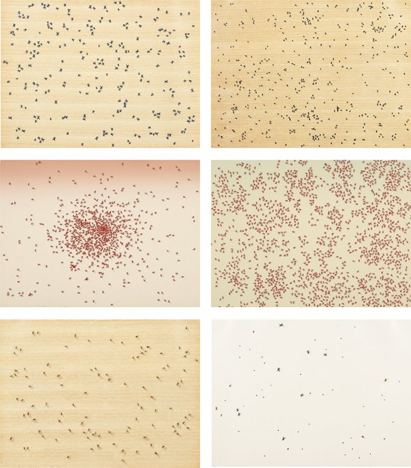 Insects by Ed Ruscha