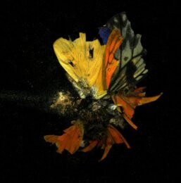 Insecticide 13 by Mat Collishaw at Paupers Press