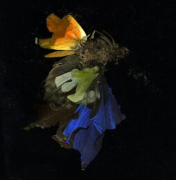 Insecticide 15 by Mat Collishaw at Paupers Press