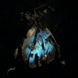 Insecticide 16 by Mat Collishaw at Paupers Press