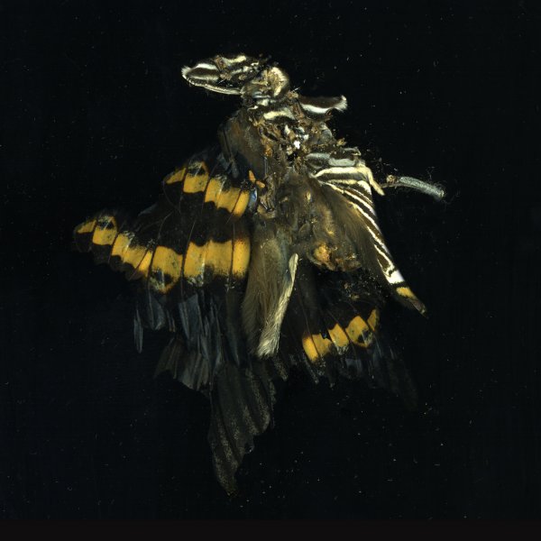 Insecticide 17 by Mat Collishaw