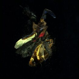 Insecticide 18 by Mat Collishaw at Paupers Press