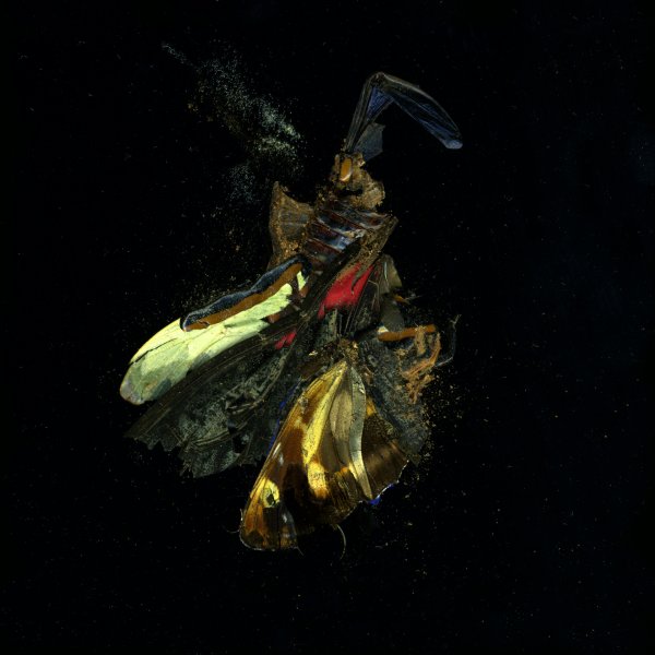 Insecticide 18 by Mat Collishaw