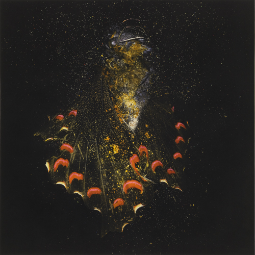 Insecticide 28 by Mat Collishaw