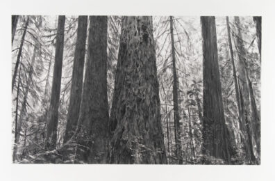 Lake Quinalt Forest by Michael Kareken at Highpoint Editions