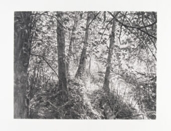 Lopez Island Trees II by Michael Kareken at Highpoint Editions