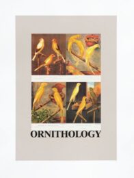 O Is For Ornithology by Peter Blake at Brandler Galleries