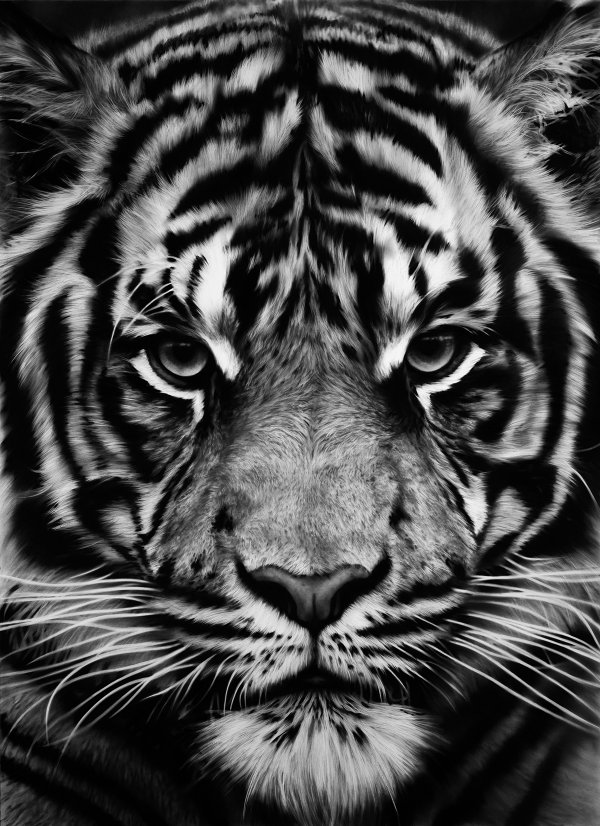 Untitled (tiger) by Robert Longo