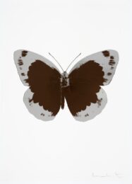 The Souls Ii – Chocolate/silver Gloss/blind Impres by Damien Hirst at Paul Stolper Gallery