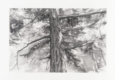 Tree Near Iceberg Point II by Michael Kareken at Highpoint Editions