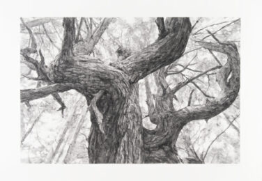 Tree Near Second Beach by Michael Kareken at Highpoint Editions