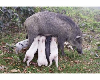 Wildschweinmutter, Kolkata, India, 2014 by Juergen Teller at ICA