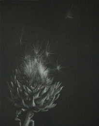 Artichoke by Judith Rothchild at Emanuel von Baeyer - Cabinet