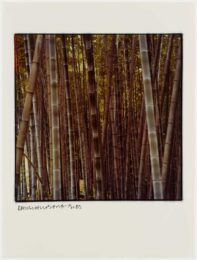 Bamboo by Robert Rauschenberg at Graphicstudio