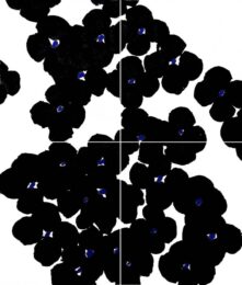 Black And Blue Flowers On Paper by Donald Sultan at Gallery Har-El, Printers & Publishers