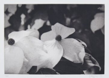 Dogwood by Jonathan Higgins at Manneken Press (IFPDA)
