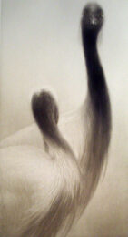 Duo by Mikio Watanabe at ebo Gallery