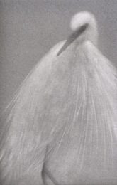 Feathered Light ii by Mikio Watanabe at ebo Gallery