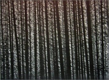 Forest Murmurs by Robert Kipniss at ebo Gallery