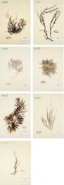Herbarium (suite Of 7 Images) by Mark Dion at Graphicstudio