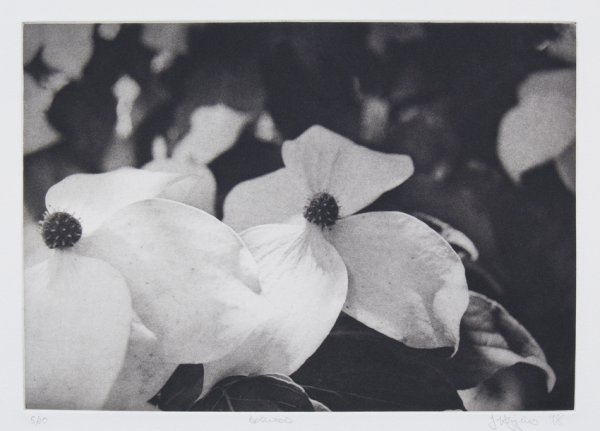 Dogwood by Jonathan Higgins
