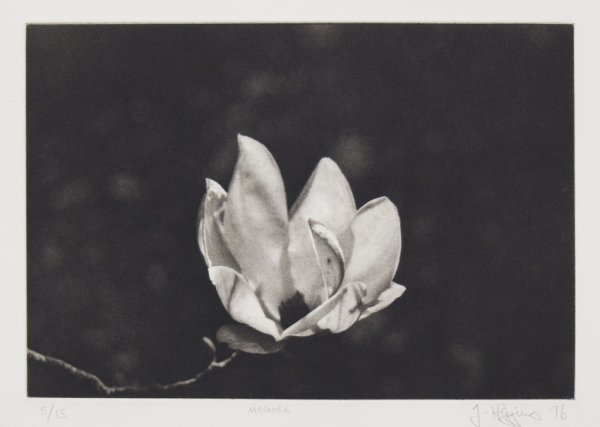 Magnolia by Jonathan Higgins