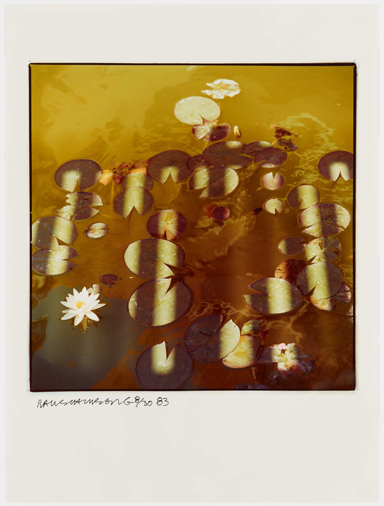 Lily Pads by Robert Rauschenberg