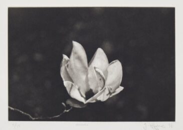 Magnolia by Jonathan Higgins at Manneken Press (IFPDA)