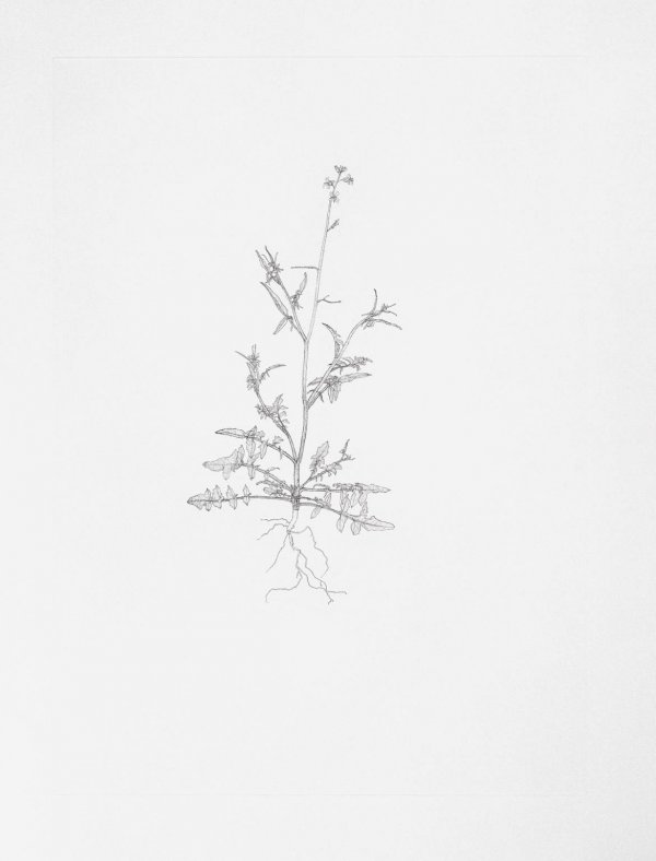 Annual Wall Rocket by Michael Landy