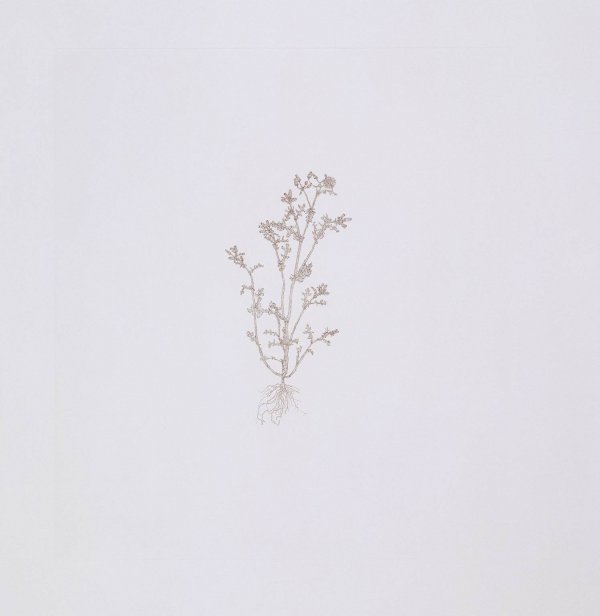 Common Groundsel 2 by Michael Landy