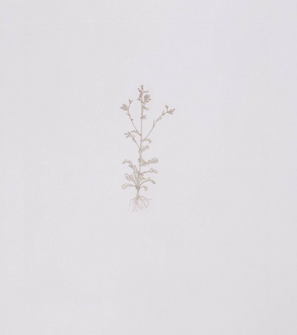 Common Groundsel by Michael Landy
