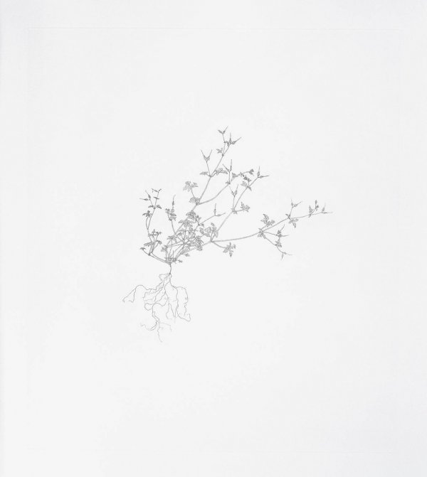 Herb-robert by Michael Landy