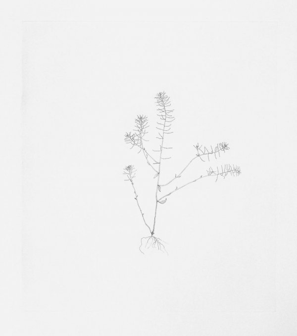 Thale Cress by Michael Landy