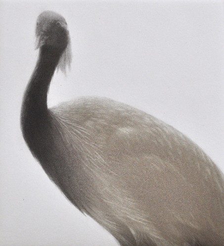 Feathered Light Iii by Mikio Watanabe