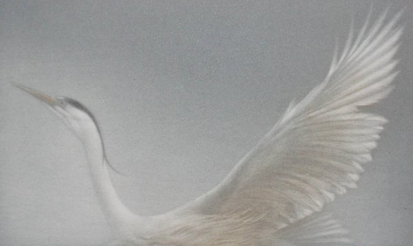 Heron i by Mikio Watanabe