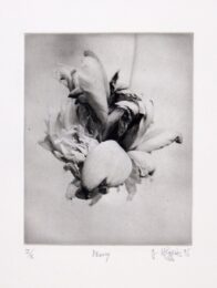 Peony by Jonathan Higgins at Manneken Press (IFPDA)