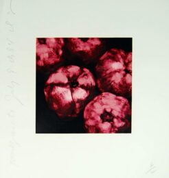 Pomenagrates by Donald Sultan at Gregg Shienbaum Fine Art