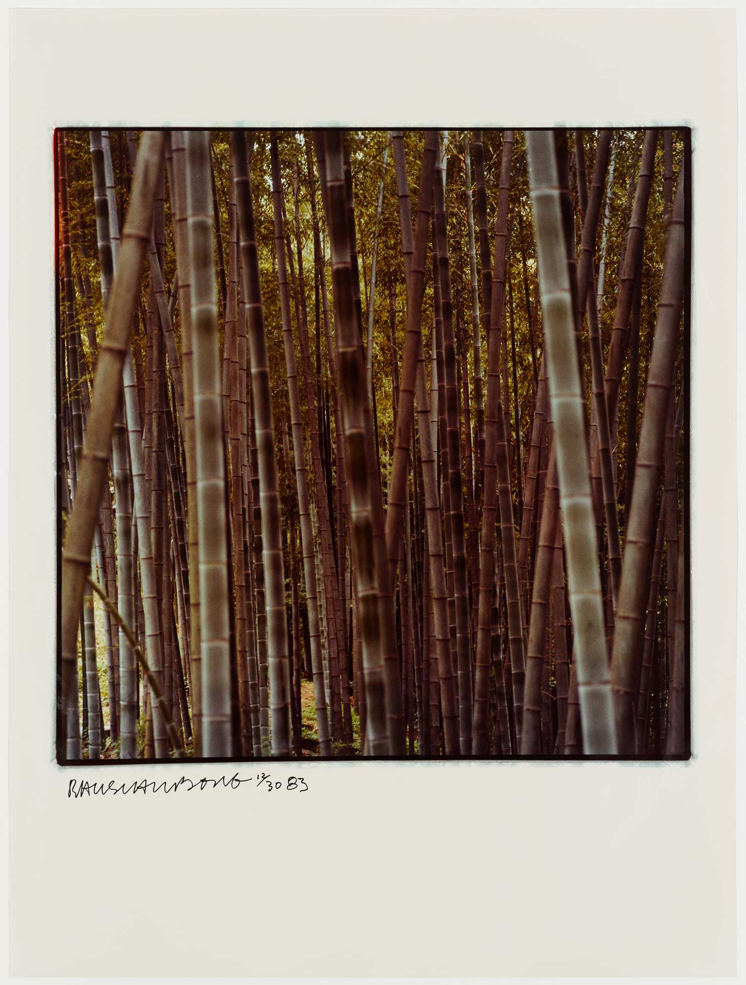 Bamboo by Robert Rauschenberg