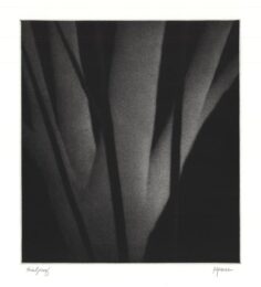 The Life Of Trees At Night by Robert Kipniss at ebo Gallery
