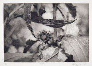 Thistle by Jonathan Higgins at Manneken Press (IFPDA)