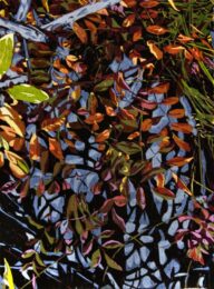Tracery by Jean Gumpper at ebo Gallery