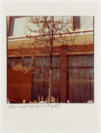 Tree And Bulbs by Robert Rauschenberg at Graphicstudio