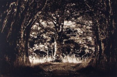 Untitled 1 by Gloria Pereyra at Oehme Graphics